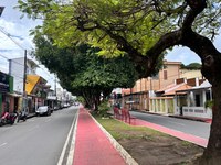 Dia Mundial do Meio Ambiente: Vereadora Márcia Baranda é autora da lei que cria programa de arborização urbana em Parintins