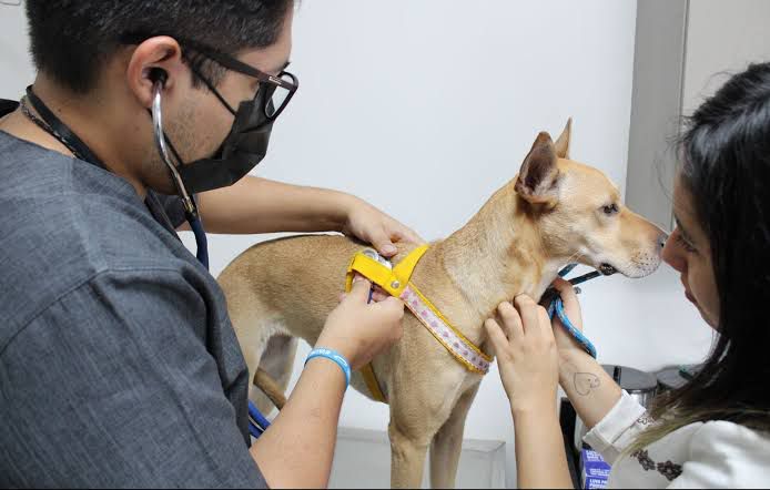 Vereador Alex Garcia propõe a campanha de conscientização 'Cinomose Mata' em Parintins
