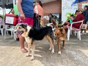 Vereador Alex Garcia tem lei sancionada instituindo a Semana Municipal de Proteção Animal em Parintins