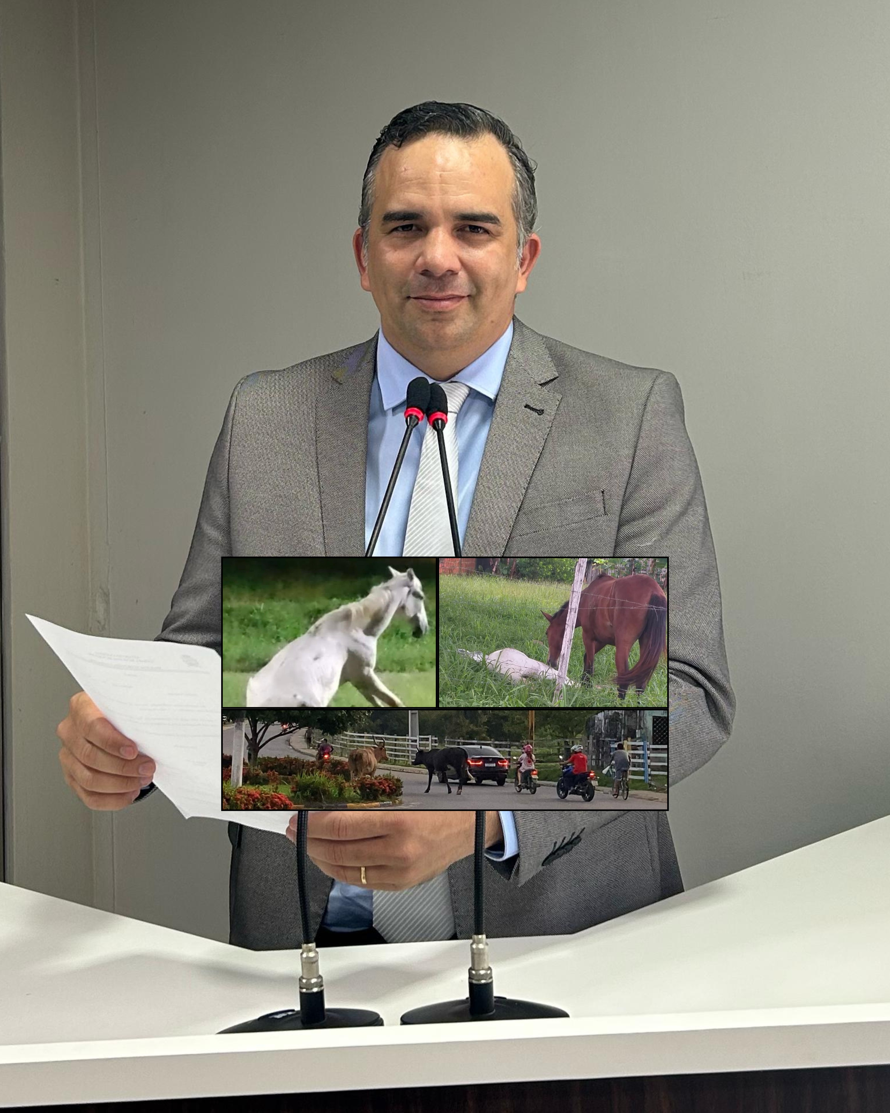 Vereador Marcus Cursino cobra aplicação da Lei nº 790/2021 sobre animais de grande porte soltos em vias públicas
