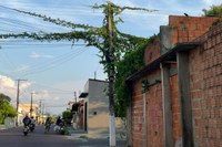 Vereadora Márcia Baranda solicita limpeza de vegetação em poste no bairro Palmares